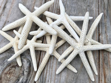 White Natural Pencil Starfish for Beach or Nautical Decor, 4"-6" Pencil Starfish for Wedding or Home Decor Craft Supplies