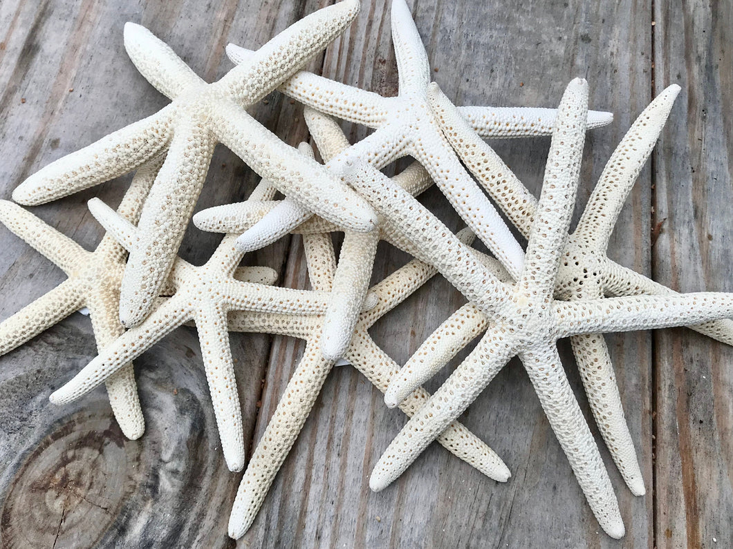 White Natural Pencil Starfish for Beach or Nautical Decor, 4