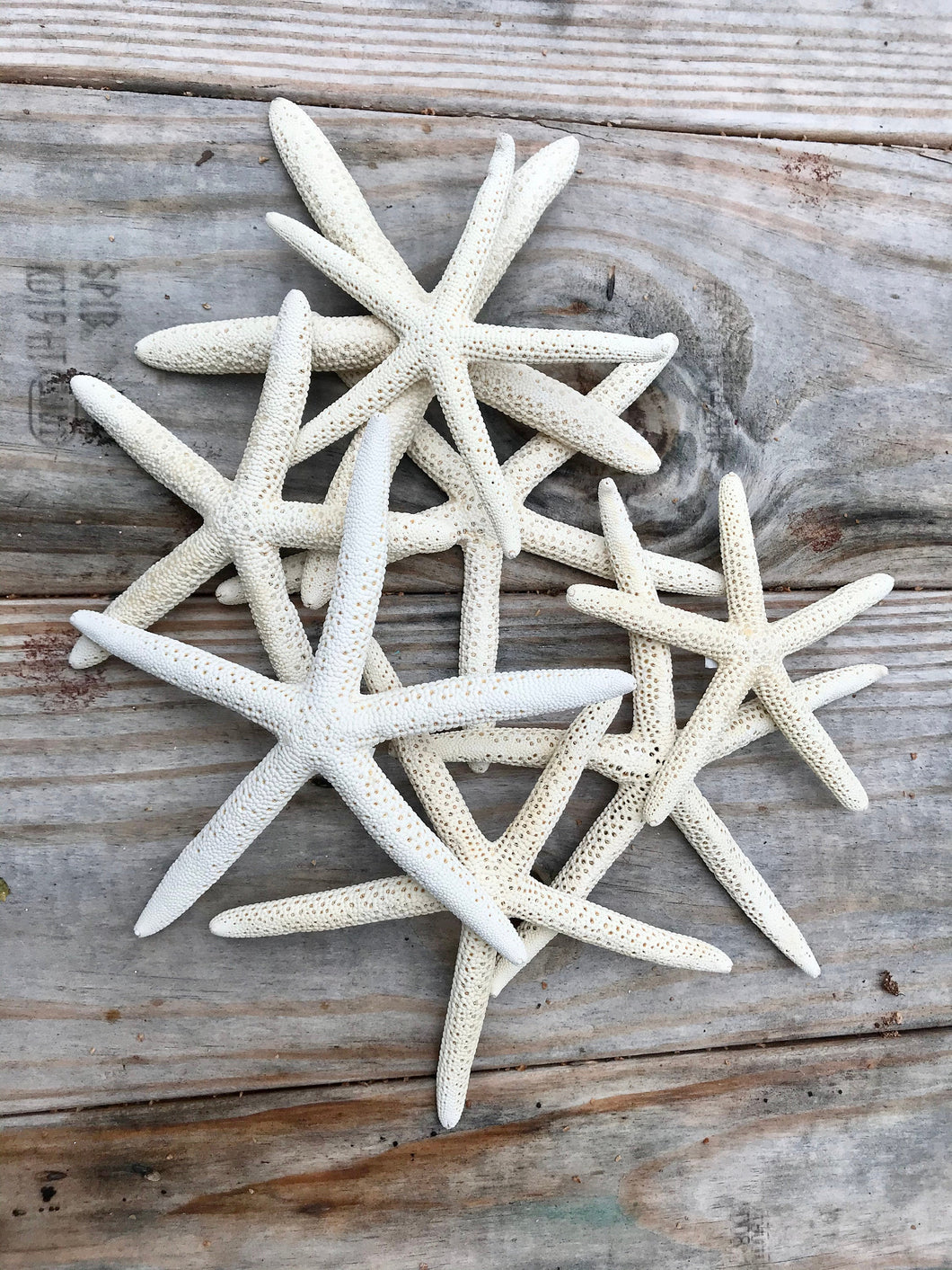 White Natural Pencil Starfish for Beach or Nautical Decor, 4-6 Penci –  BeautifulMesh