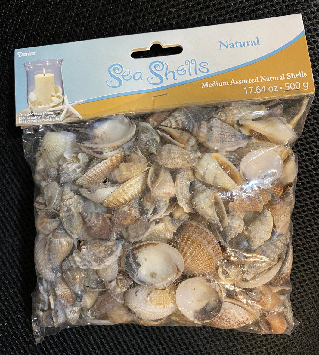 Medium Assorted Natural Shells, Beach Craft Supplies