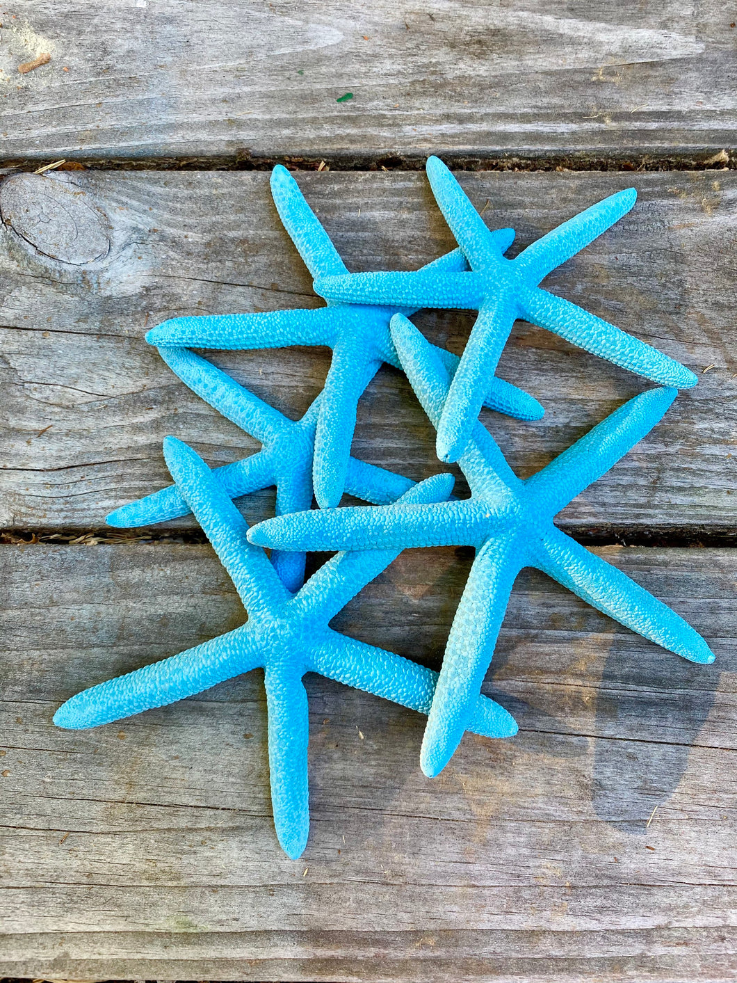 Turquoise Natural Pencil Starfish for Beach or Nautical Decor, 4